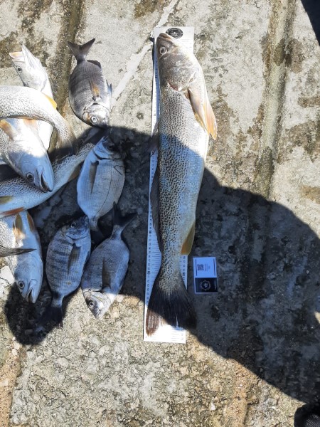 Fish Measure Picture